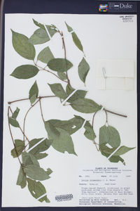 Cornus drummondii image