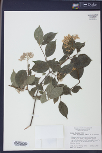 Cornus asperifolia image