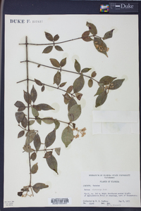 Cornus asperifolia image