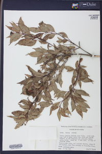 Cornus stricta image