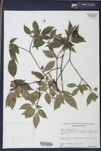 Cornus stricta image