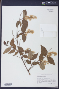 Deutzia scabra image