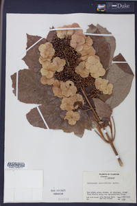 Hydrangea quercifolia image