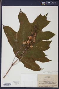 Hydrangea quercifolia image