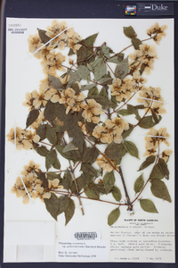 Philadelphus zeyheri image