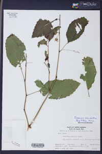 Impatiens pallida image