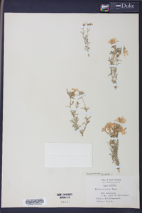 Phlox nivalis image