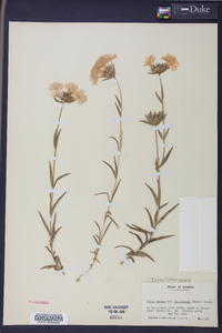 Phlox amoena image
