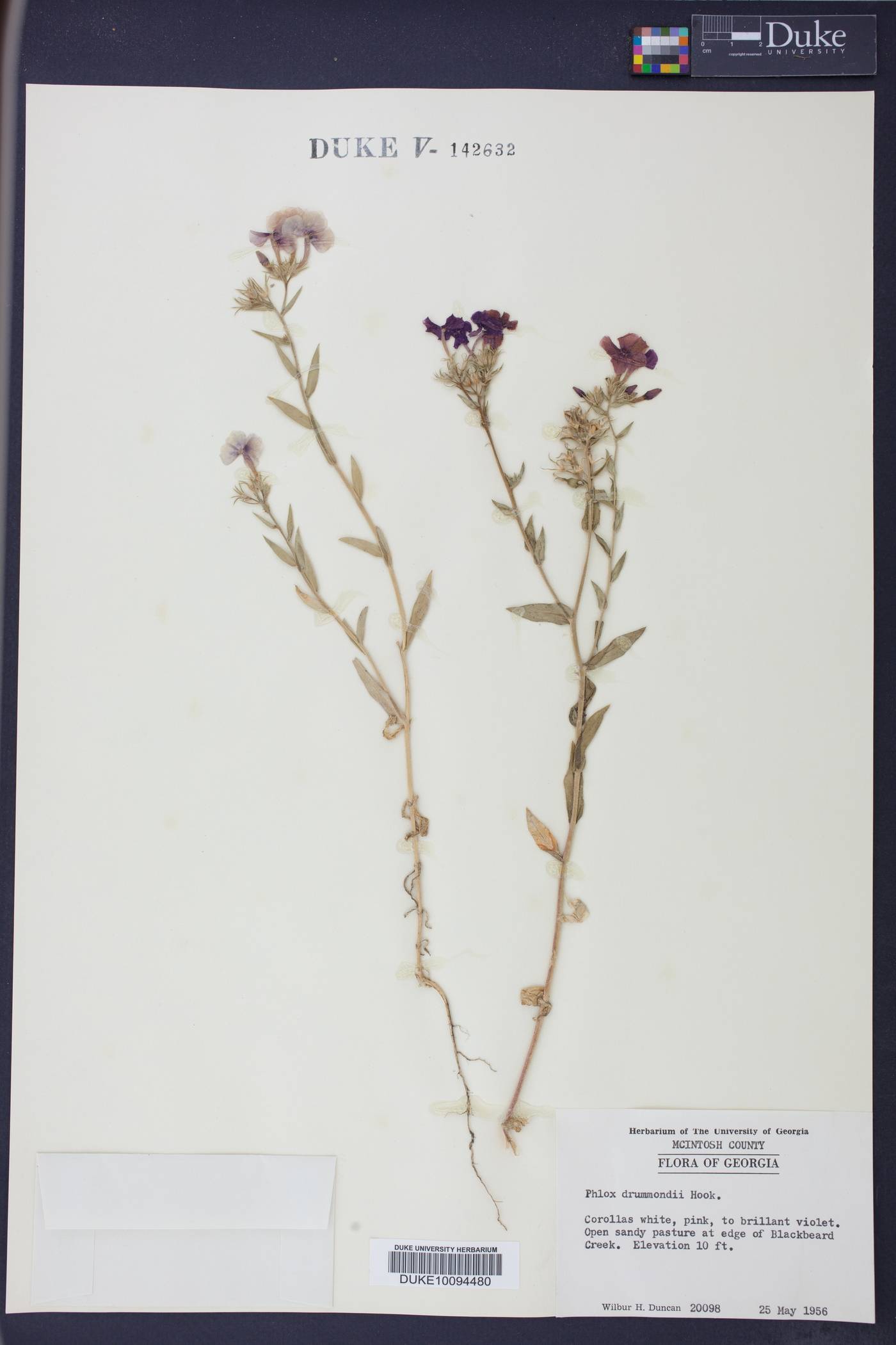 Phlox drummondii image