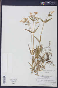 Phlox glaberrima image