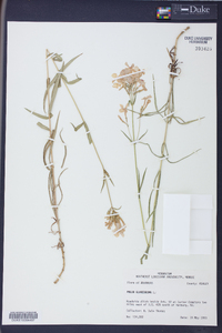 Phlox glaberrima image