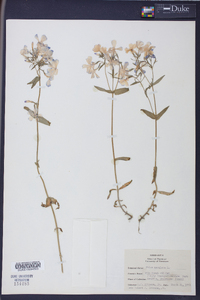 Phlox maculata image