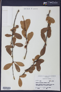 Sideroxylon lanuginosum subsp. lanuginosum image