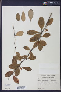 Sideroxylon lanuginosum subsp. lanuginosum image