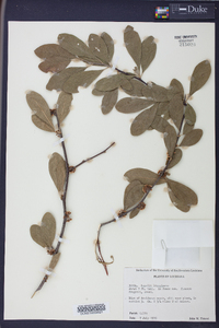 Sideroxylon lanuginosum subsp. lanuginosum image