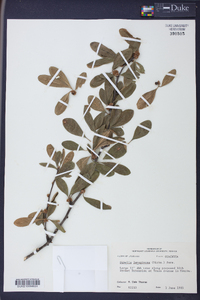 Sideroxylon lanuginosum image