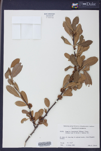 Sideroxylon lanuginosum subsp. lanuginosum image