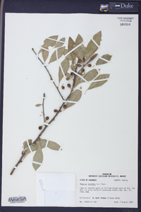 Sideroxylon lycioides image