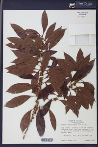 Dipholis salicifolia image