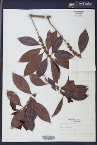 Dipholis salicifolia image