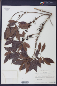 Dipholis salicifolia image