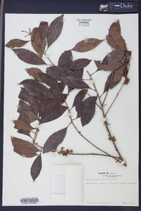 Dipholis salicifolia image