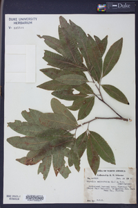 Dipholis salicifolia image