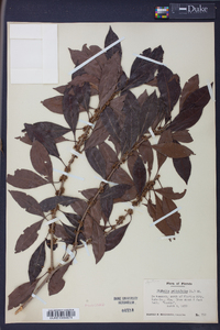 Dipholis salicifolia image