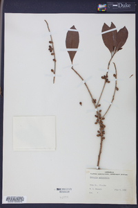 Dipholis salicifolia image