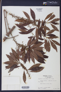 Dipholis salicifolia image