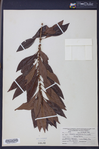 Dipholis salicifolia image