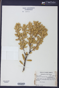 Jacquinia keyensis image