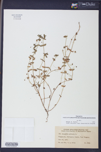 Lysimachia arvensis image