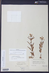Lysimachia lanceolata image