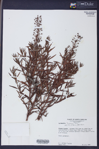 Lysimachia loomisii image