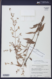 Lysimachia radicans image