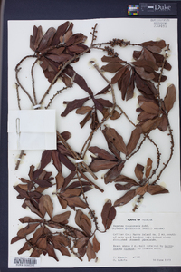 Rapanea guianensis image