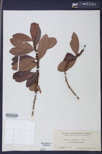 Rapanea guianensis image