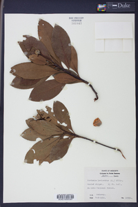Gordonia lasianthus image
