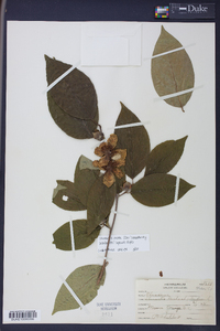 Stewartia ovata image