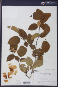 Stewartia ovata image