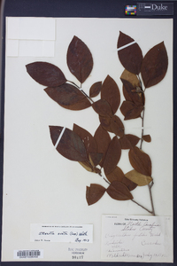 Stewartia ovata image