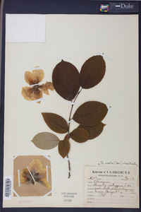 Stewartia ovata image