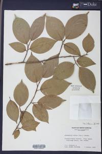 Stewartia ovata image