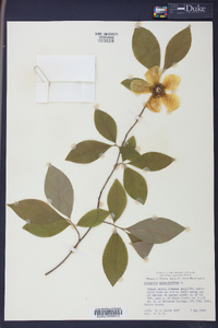 Stewartia malacodendron image