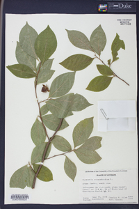 Stewartia malacodendron image