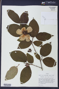 Stewartia ovata image