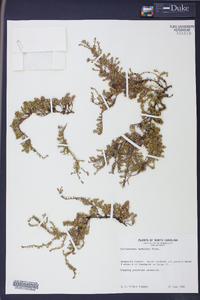 Pyxidanthera barbulata image