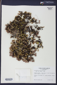 Pyxidanthera barbulata image