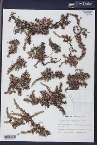 Pyxidanthera barbulata image